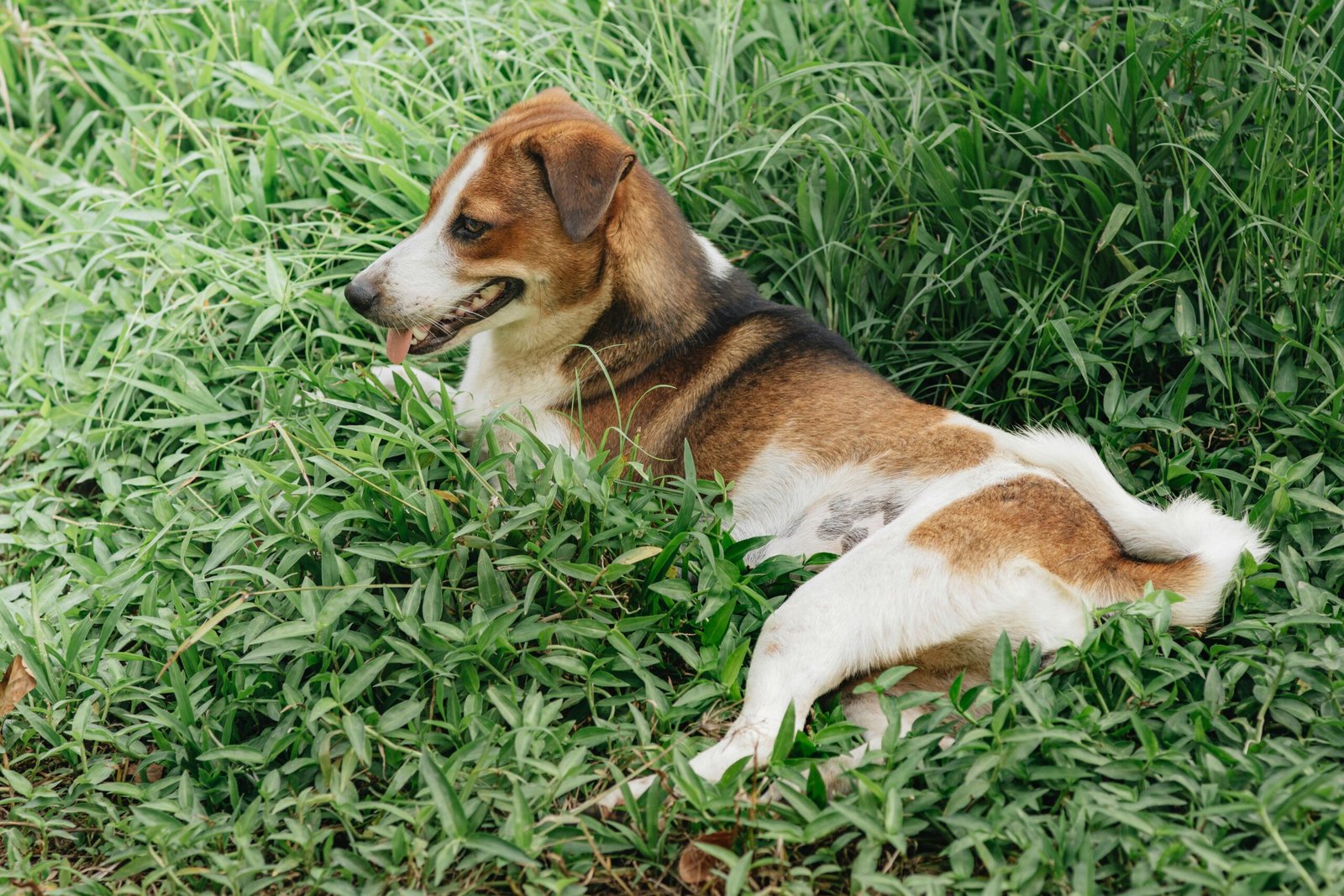 A brown and white dog resting comfortably on a bed of green grass outdoors.